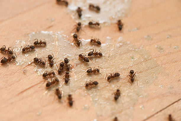 Best Termite Control Services  in Linden, AZ